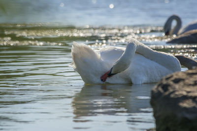 Swan swimming in lake