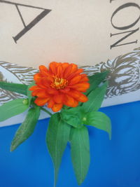 Close-up of orange flowering plant