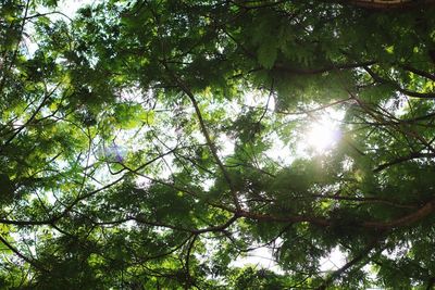 Low angle view of sunlight streaming through trees