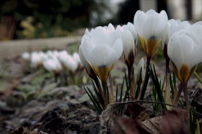 Close-up of white flowering plant