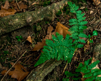 High angle view of plants