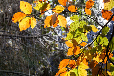 Low angle view of autumnal tree