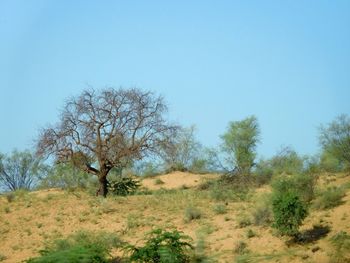 Trees on landscape against clear blue sky