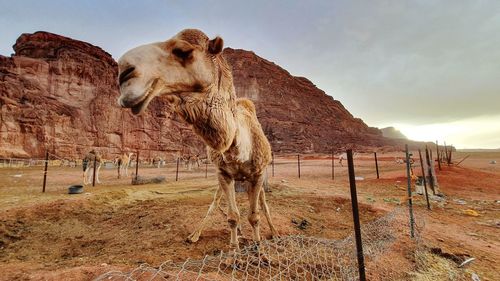 View of a camel on a field