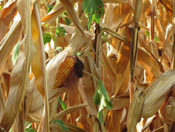 Close-up of corn