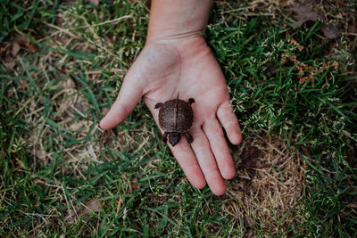 Cropped hand holding turtle on field