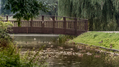 Bridge over river against trees