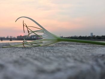 Surface level of plant against sunset sky