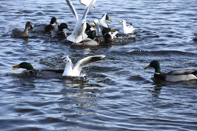 Birds swimming in lake