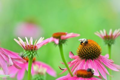 Close-up of bee pollinating on pink flower