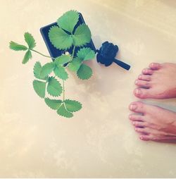 Close-up of hand holding leaves