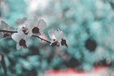 Close-up of cherry blossom