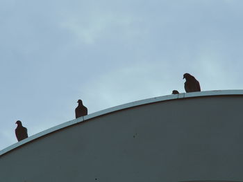 Low angle view of seagulls perching on pole against sky