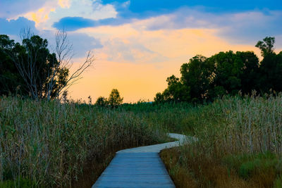Footpath amidst plants on field against sky