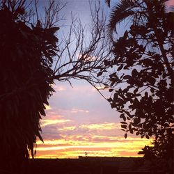 Silhouette tree against sky during sunset