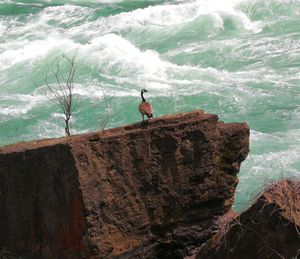 View of an animal on rock