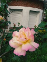 Close-up of pink flowering plant