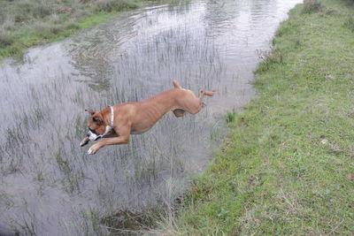 High angle view of dog running in water