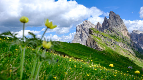 Scenic view of field against sky