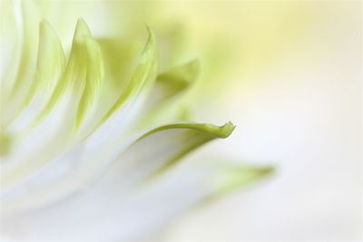 Close-up of plant over white background