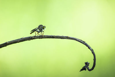 Close-up of insect perching on plant