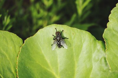 Close-up of fly on leaf