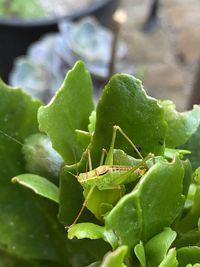 Close-up of insect on leaf