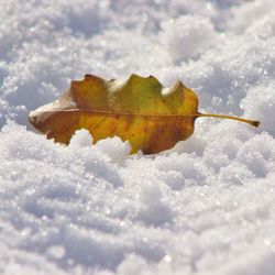 Close-up of maple leaf against sky during winter