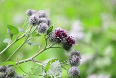 Close-up of honey bee on thistle