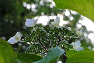 Close-up of white flowering plant