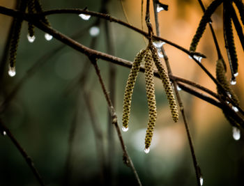 Close-up of wet plant during winter