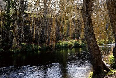 View of river in forest