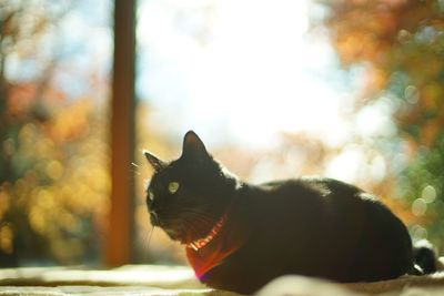 A black cat sitting against the background of autumn leaves