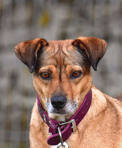 Close-up portrait of dog