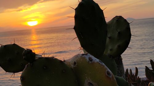 Close-up of cactus on beach against sky during sunset