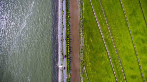 High angle view of agricultural field