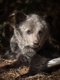 Close-up of a young brown bear cub in the wilderness foret