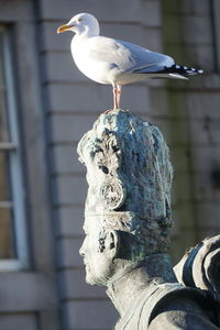 Close-up of statue