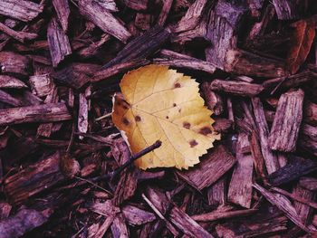 Close-up of dry autumn leaves on wood