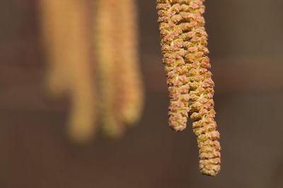 Close-up of  a plant