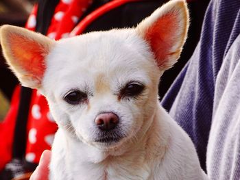 Close-up portrait of dog