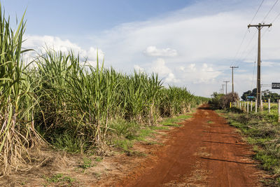 Plants growing on field against sky