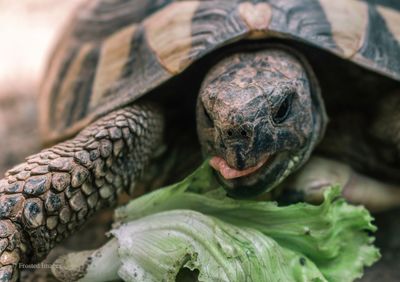 Close-up of tortoise