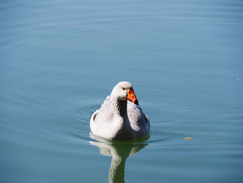 Close-up of goose swimming in lake