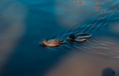 High angle view of duck swimming in lake