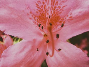 Full frame shot of pink flower