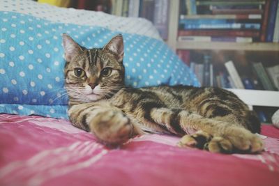 Portrait of tabby relaxing on bed