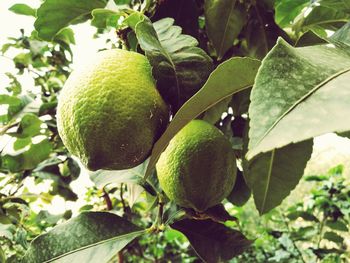 Close-up of fruits on tree