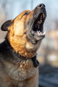 Close-up of a dog looking away