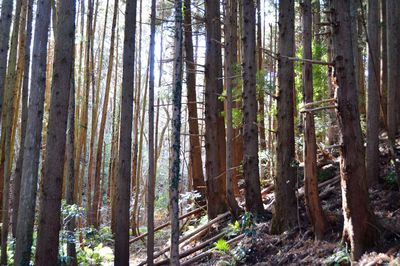 Trees in forest